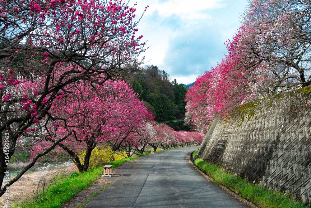 花桃が続き日本の綺麗な山の風景 Stock Photo Adobe Stock