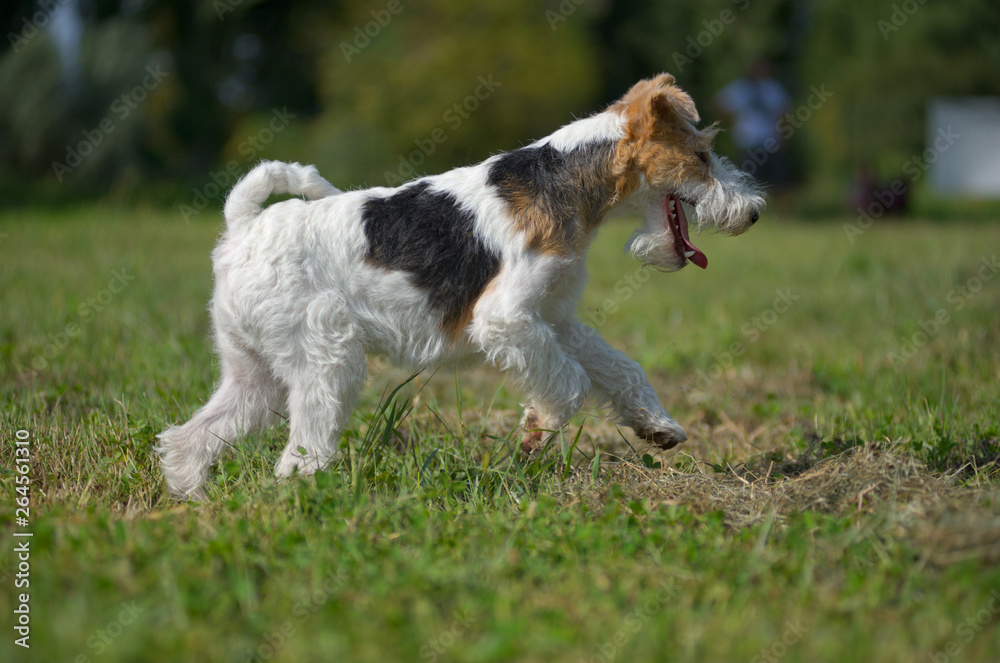 Young fox terrier walking in a natural park