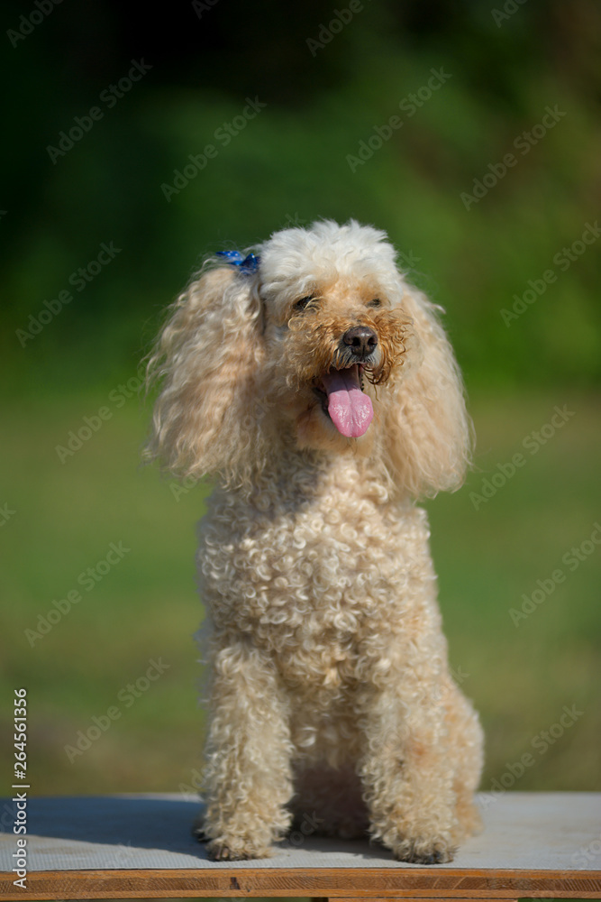 Apricot miniature poodle is sitting in a park Apricot miniature poodle is sitting in a park