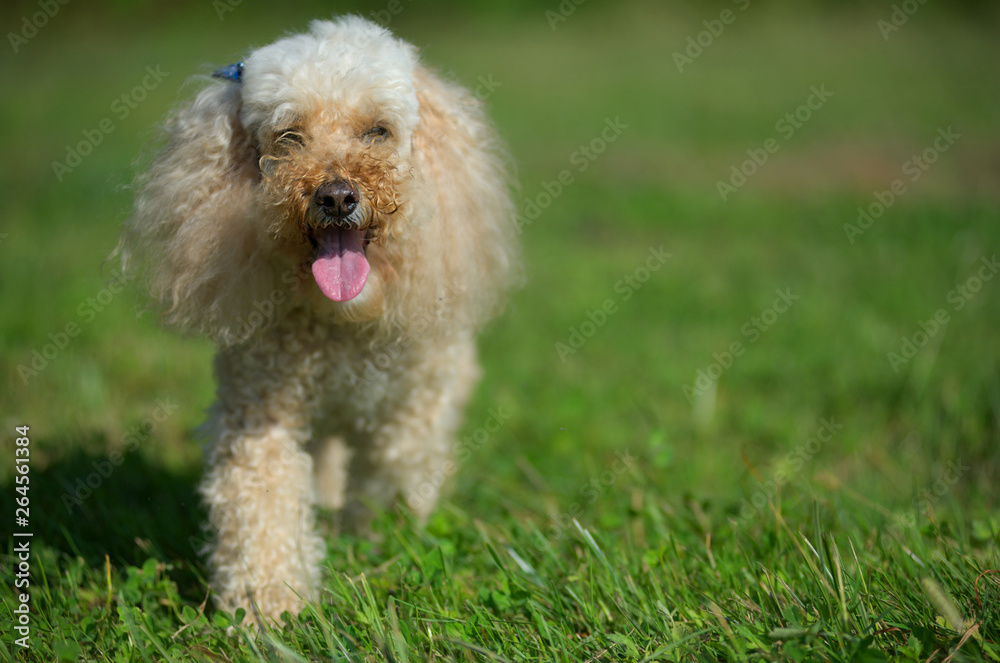 Apricot miniature poodle is happy walking in a park Apricot miniature poodle is happy walking in a park