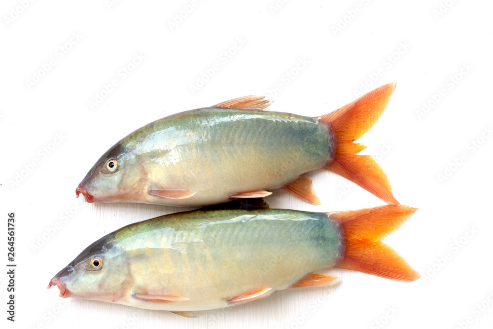 Blue Botia isolated on white background ,Freshwater fish Blue Botia isolated on white background ,Freshwater fish
