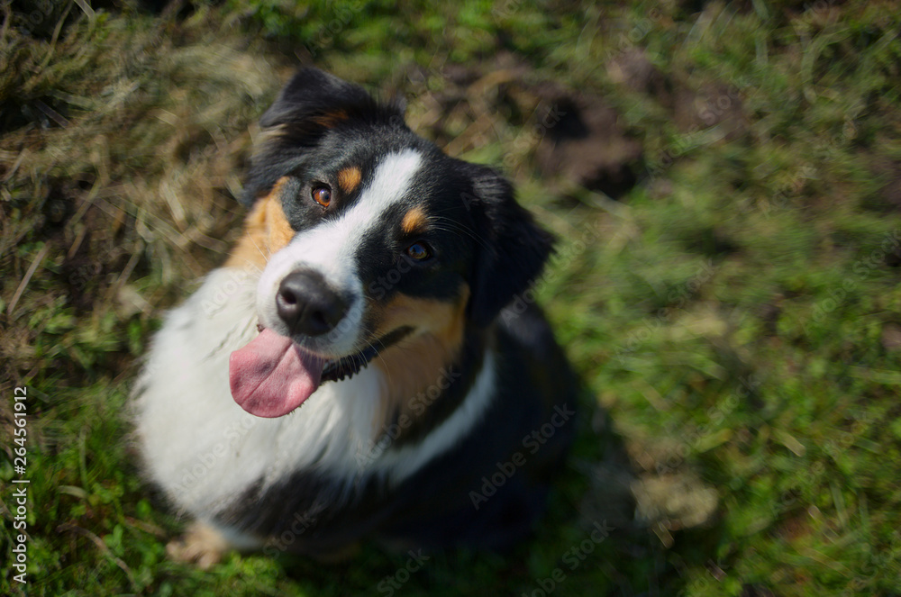 Black tricolor australian shepherd is sitting pretty in a natural park, looking at camera
