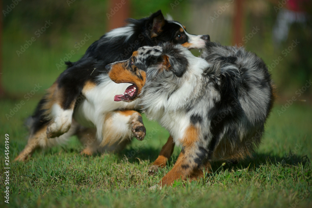 Blue merle and black tricolor australian sheperds are playing together in a natural park