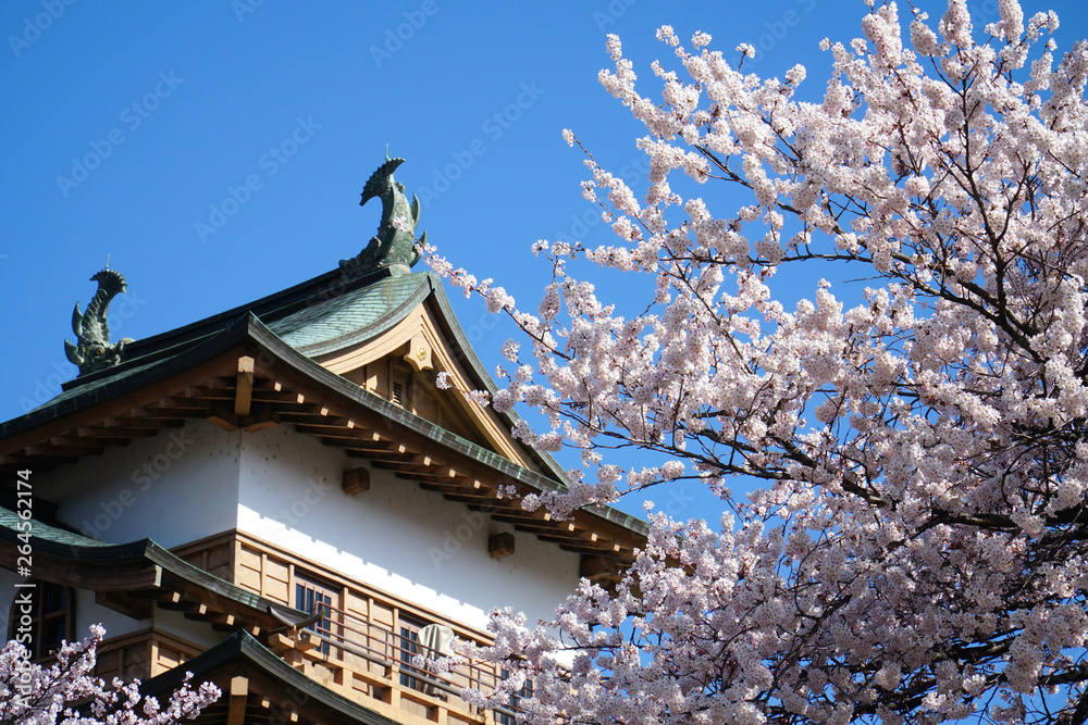 高島公園の桜 高島公園の桜