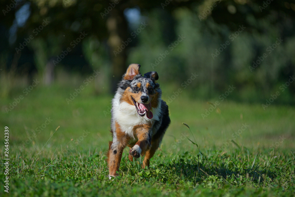 Blue merle australian shepherd is hapily running free in a natural park