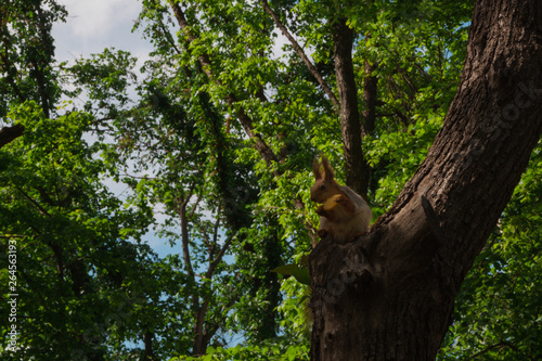 little squirrel sitting on a tree. squirrel holds in his paws a piece of apple, obtained from people. park fauna