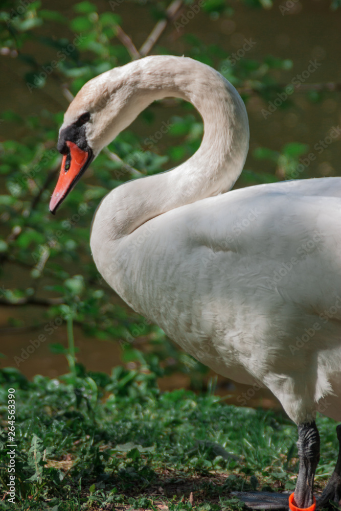 White swan near the rural pond surrounded by green trees and grass. Swan closeup White swan near the rural pond surrounded by green trees and grass. Swan closeup