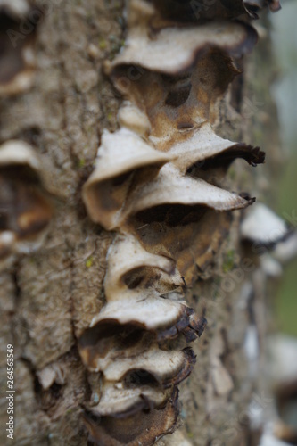 Trunk Mushroom