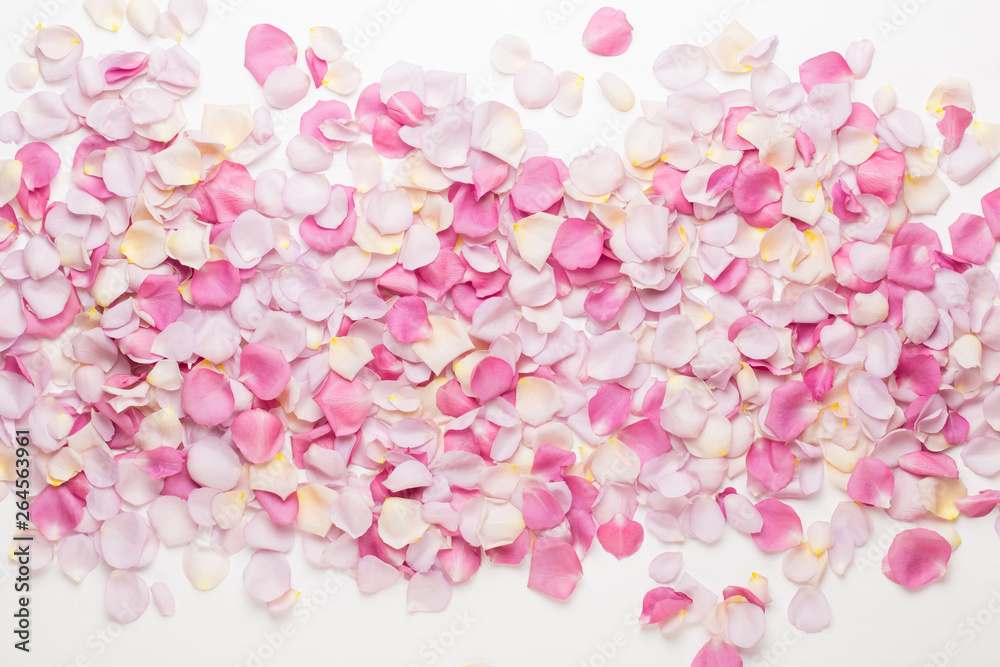 Pink rose flowers petals on white background. Flat lay, top view, copy space. Pink rose flowers petals on white background. Flat lay, top view, copy space.