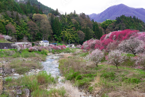 日本の綺麗な原風景と花桃