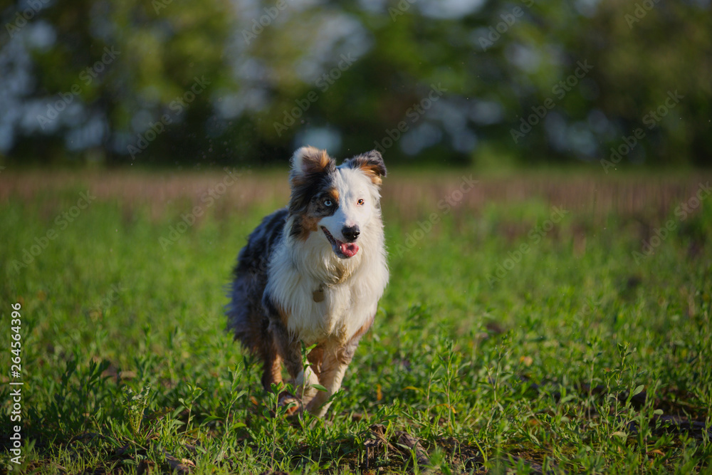Blue merle australian shepherd is running in the countryside unleashed Blue merle australian shepherd is running in the countryside unleashed