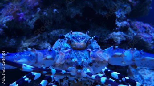 Lobster or crab with spots in aquarium, footage photo