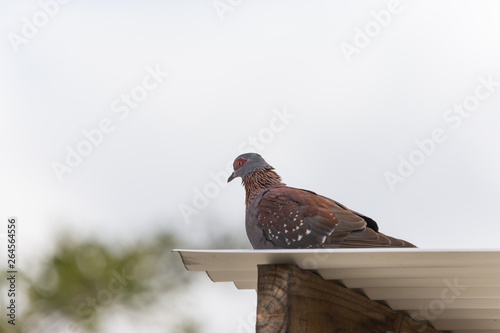 Tableau sur toile Speckled pigeon on roof
