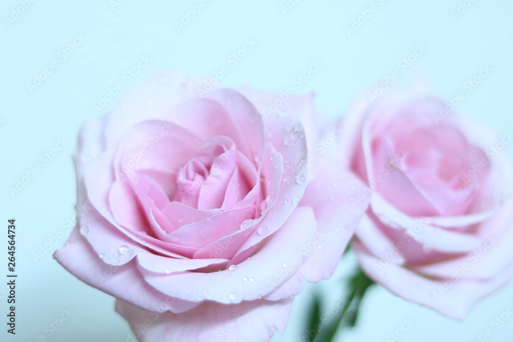 Fototapeta premium ピンクローズアップ(ホワイト) pink rose closeup (white) 2