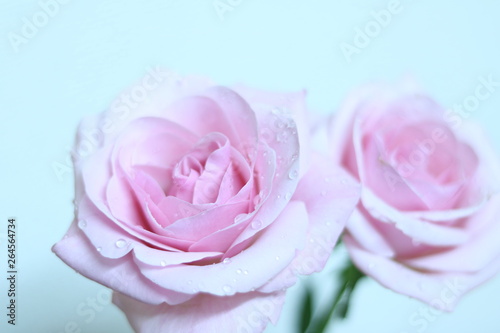 ピンクローズアップ(ホワイト) pink rose closeup (white) 2