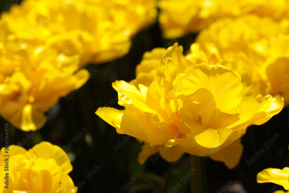 Beautiful bouquet of tulips nature background. Beautiful bouquet of tulips nature background.