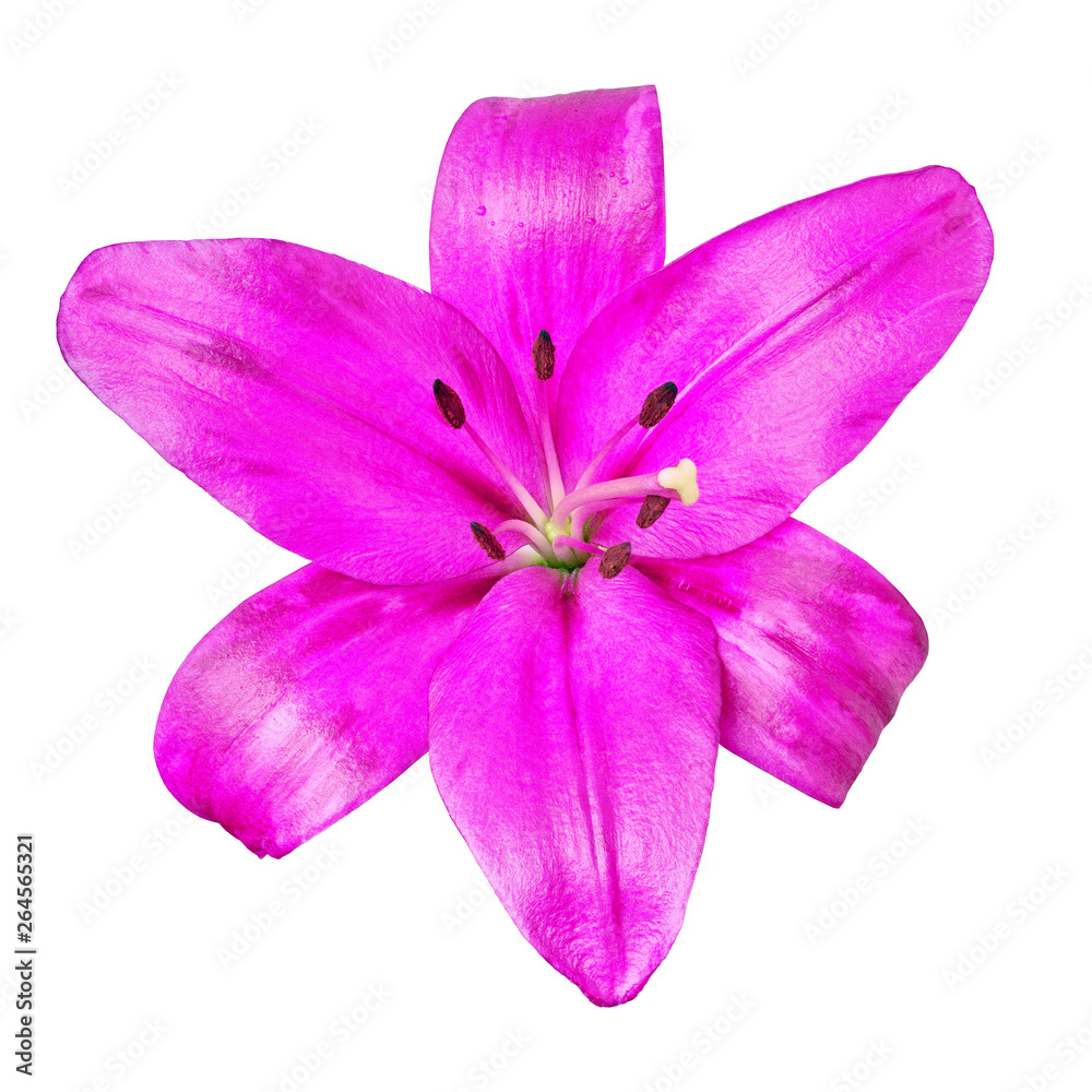 Fototapeta premium flower magenta lily isolated on white background with clipping path. Close-up. Nature.