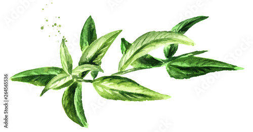 Lemon verbena sprig for herb tea, for aromatherapy. Watercolor hand drawn illustration isolated on white background