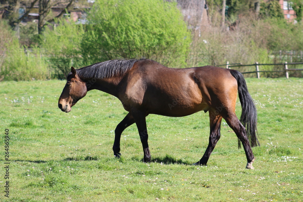 Pferd steht auf einer Weide im Frühling Pferd steht auf einer Weide im Frühling