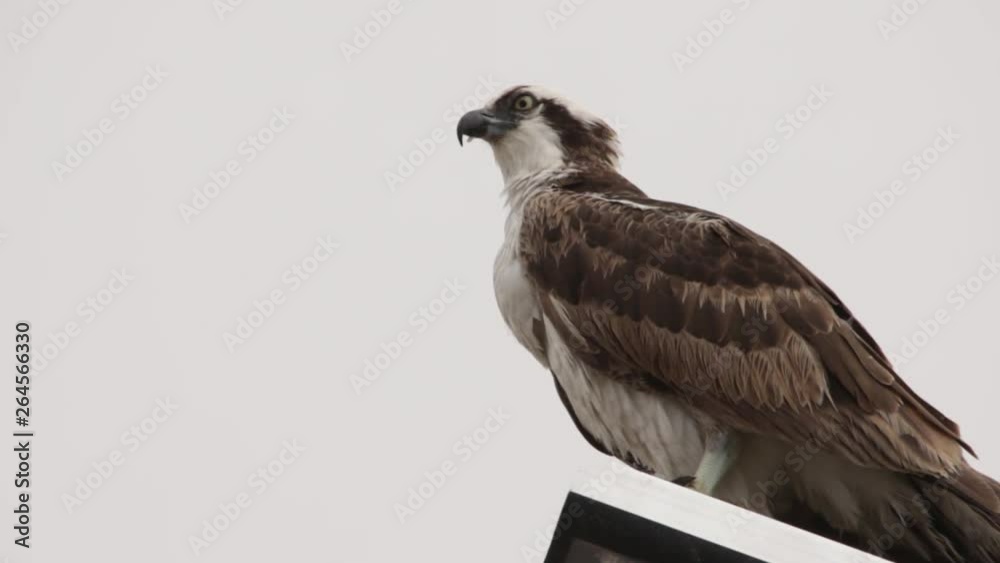 Feeding osprey hawk feeding on the freshly caught fish, standing on a streetlight pole Feeding osprey hawk feeding on the freshly caught fish, standing on a streetlight pole