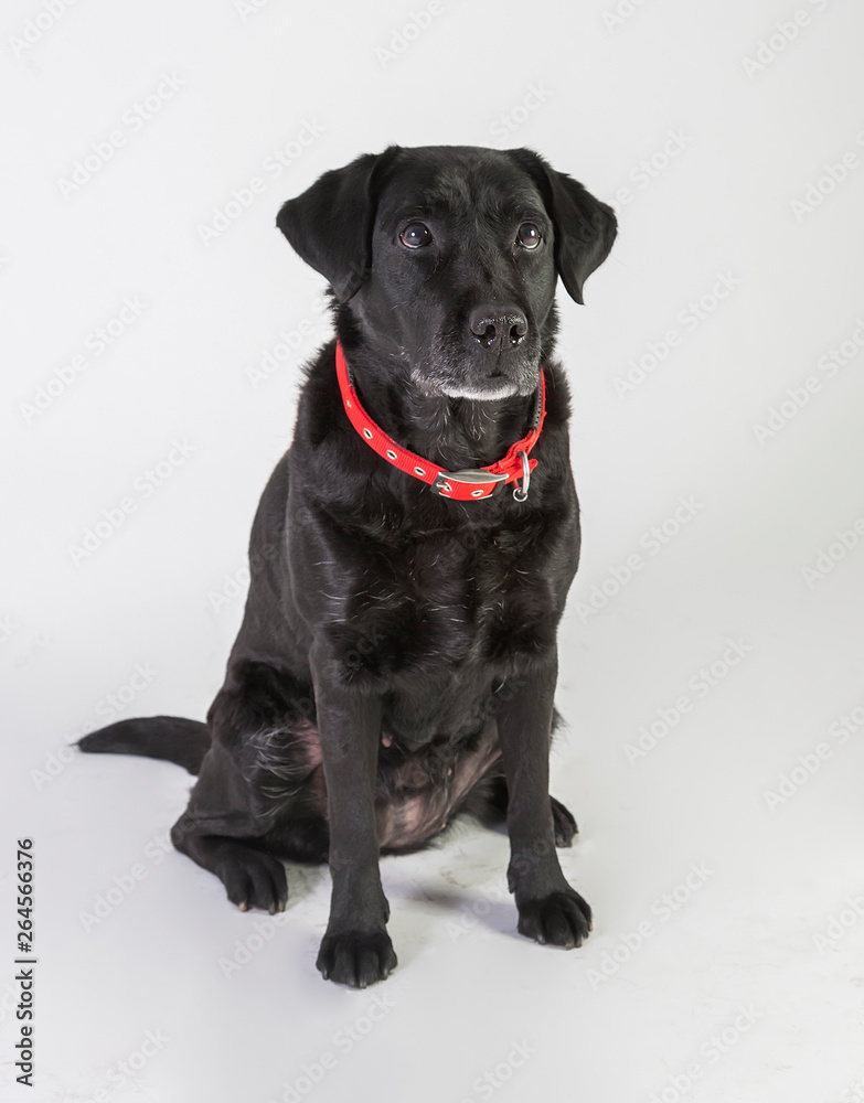 Fototapeta premium Labrador Retriever Negro