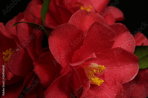                       large camellia closeup 1