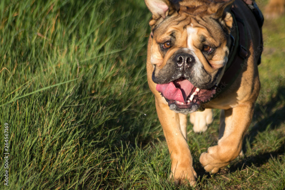 Fototapeta premium Bulldog