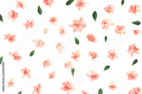 Wallpaper Mural Flowers background . Pink flowers azalea  pattern on white background. Top view.  Holiday concept Torontodigital.ca
