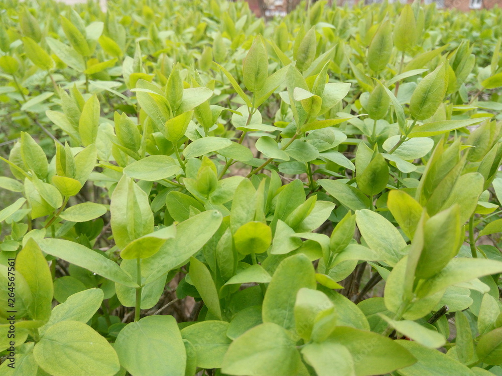 Fototapeta premium young green shrub leaves in spring