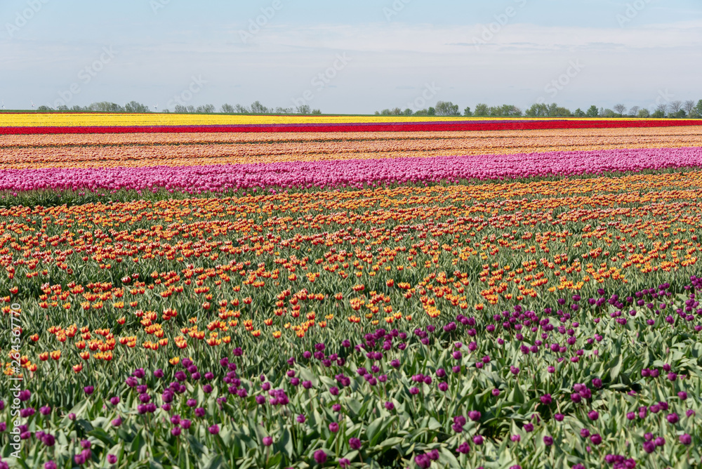 Tulips in a field