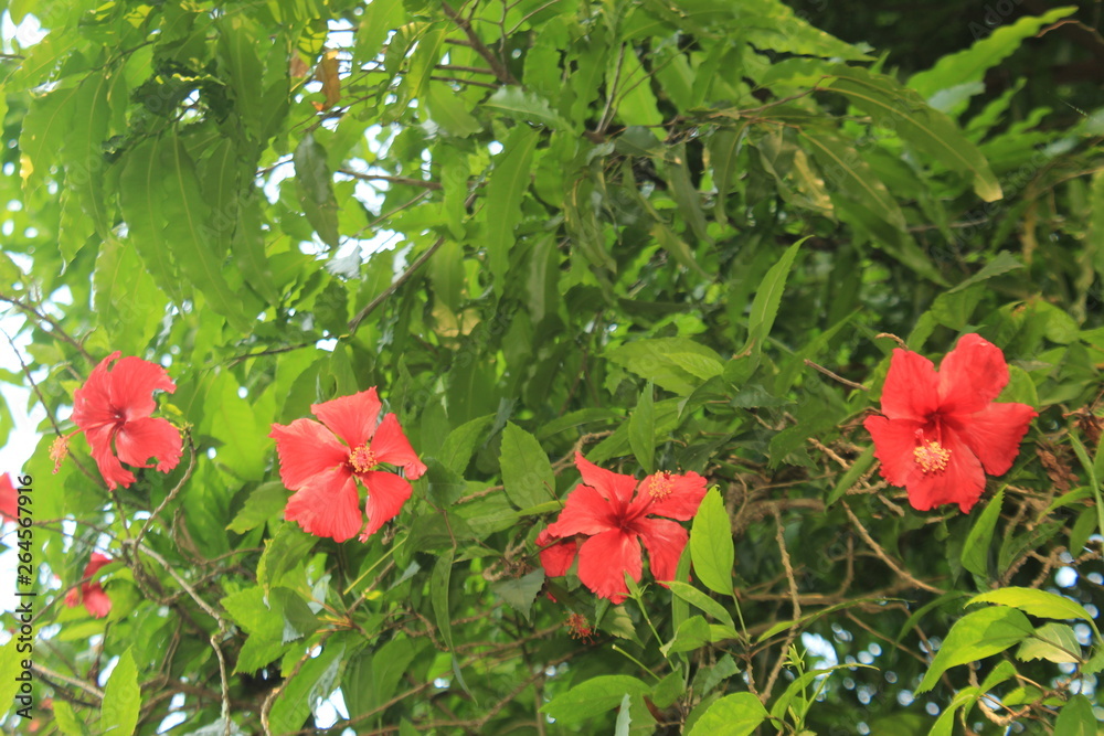 Red hibiscus flowers in a row