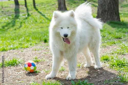 White dog breed Samoyed plays with a multi-colored ball in the park in spring photo