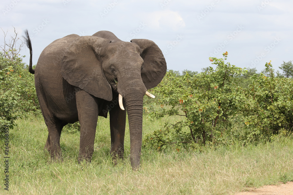 Afrikanischer Elefant / African elephant / Loxodonta africana