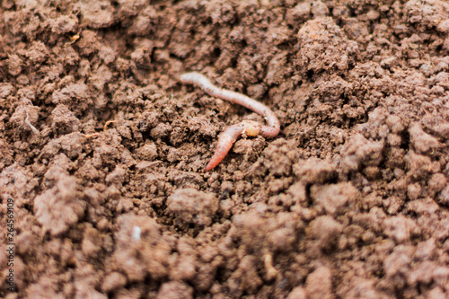 earthworm in loamy moist soil,the first worm in the spring