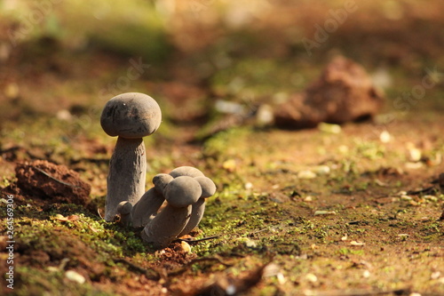 Obraz na plátně mushroom