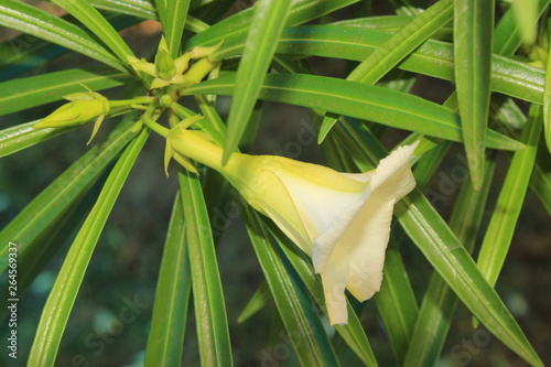 White Cascabela thevetia (Thevetia peruviana) flowerin bloom against dark background.Its leaves are willow-like, linear-lanceolate, and glossy green in color. Also known as Kaneir or Kaner in India. photo