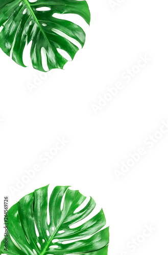 Green leaves tropical monstera isolated on white background top view. Copy space