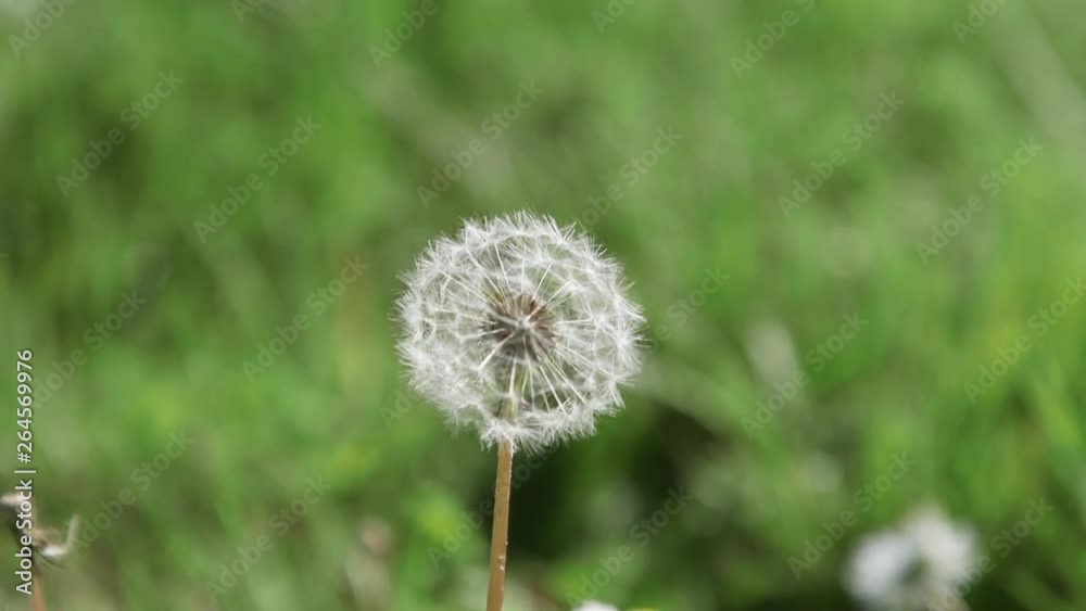 Single, white, mature dandelion flower with seed-head. Close-up. 10sec/60fps. Single, white, mature dandelion flower with seed-head. Close-up. 10sec/60fps.