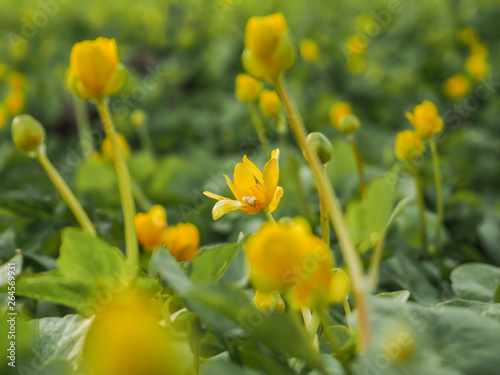 Yellow flowers on a green slope in the rays of the spring sun