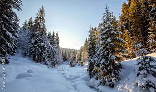 Wonderful wintry landscape. Winter mountain forest. frosty trees under warm sunlight. picturesque nature scenery. creative artistic image. Nature background. winter holyday.