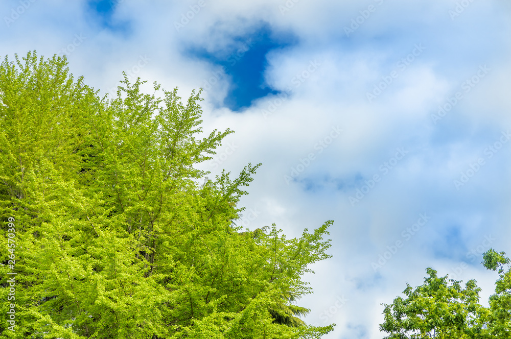 新緑の木と青空 新緑の木と青空