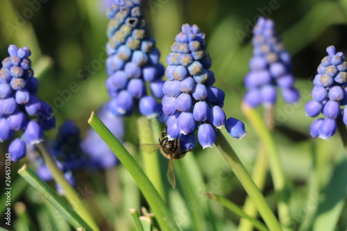  the bee pollinates the first spring blue flowers