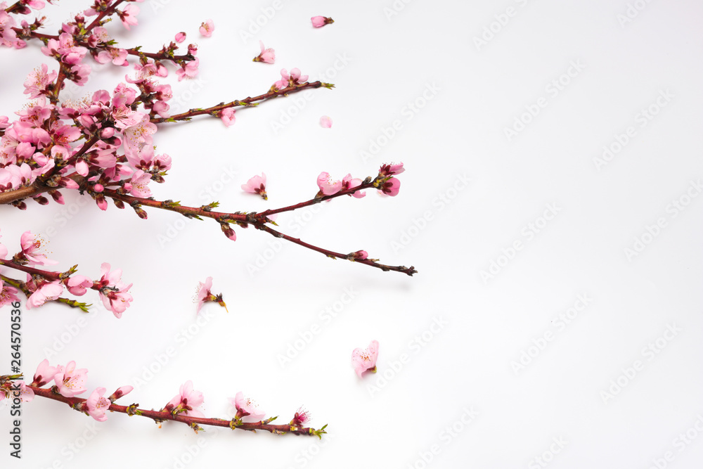 Peach blossom on pastel white background. Fruit flowers.