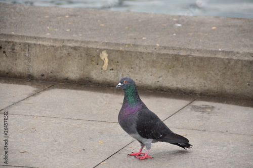 pigeon in the park