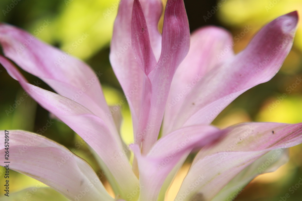 large pink inflorescence of Curcuma amada, the mango ginger.This is a plant of the ginger family Zingiberaceae and is closely related to turmeric.The name refers to the scent of the rhizomes. India