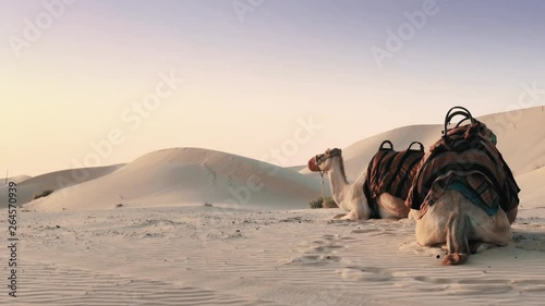 Two camels in the desert of Abu Dhabi sitting on the sand. UAE. photo