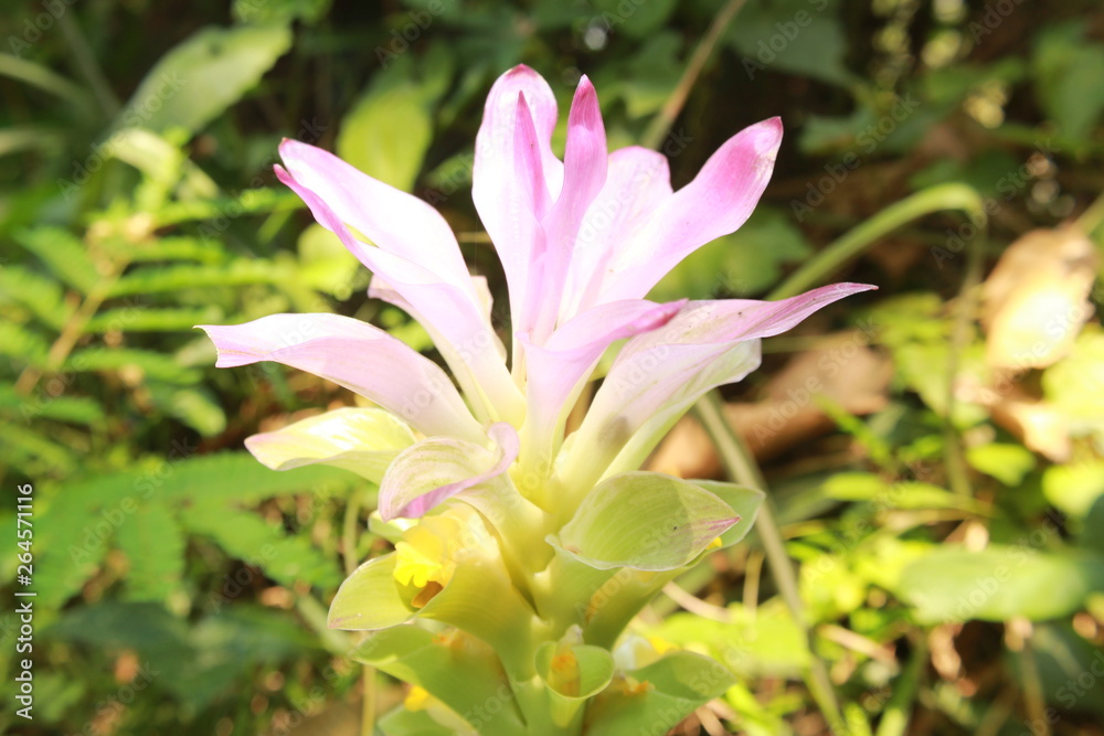 large pink inflorescence of Curcuma amada, the mango ginger.This is a plant of the ginger family Zingiberaceae and is closely related to turmeric.The name refers to the scent of the rhizomes. India