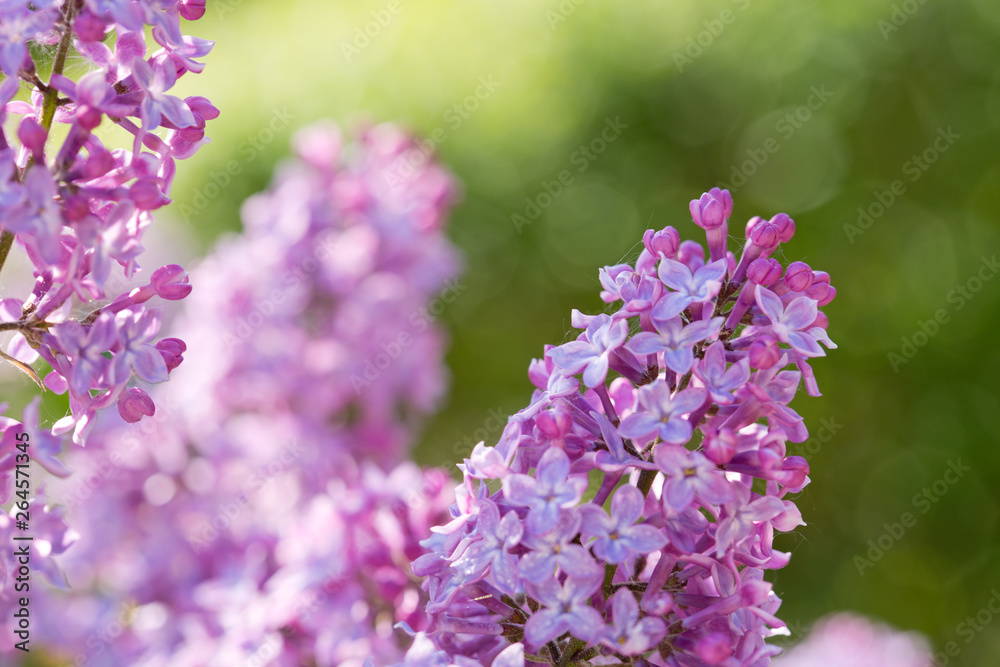 Close up of blossoming lilac isolated on green. Close up of blossoming lilac isolated on green.