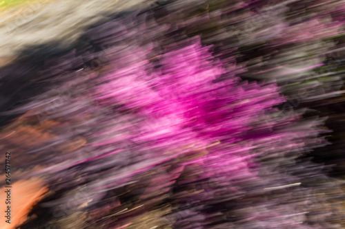 Abstract blurred brassica o...