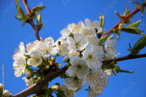 flowering cherry tree in spring